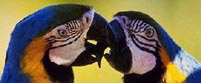 pet birds, pet parrots, exotic birds, birds, parrots, pets